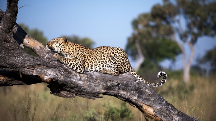 leopard sleeping on a tree during a wildlife tour at the delta camp