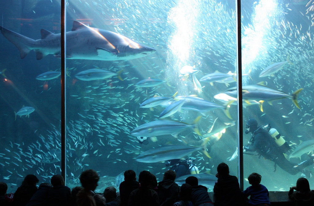 Two Oceans Aquarium 