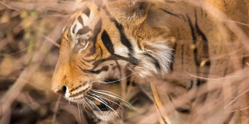Ranthambhore Tiger close-up