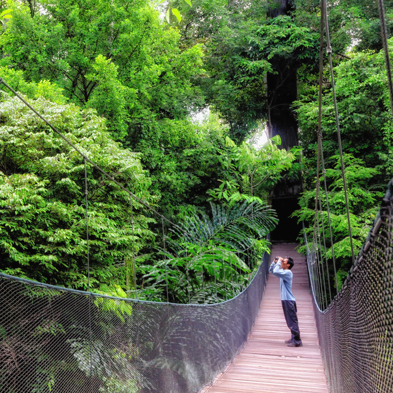 Man standing on a bridge looking at the lush jungle in Malaysia